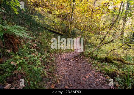 Fantastische Herbstwanderung entlang des Aachtobel zur Hohenbodman Beobachtung Turm in der Nähe des Bodensees Stockfoto