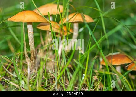 Zarte Pilze wachsen auf Graswiese Stockfoto