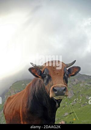 Französische Vieh hoch in den französischen Alpen in der Nähe von Cormet de Roselend nicht weit von Bourg St Maurice. Stockfoto