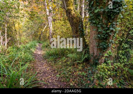 Fantastische Herbstwanderung entlang des Aachtobel zur Hohenbodman Beobachtung Turm in der Nähe des Bodensees Stockfoto