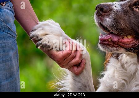 Hundepfote und menschliche Hand Handschlag zu tun Stockfoto