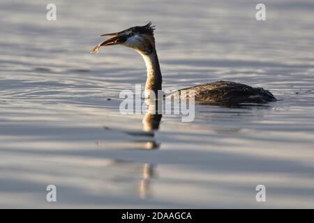 Großer Crested Grebe (Podiceps cristatus) Erwachsene Schlucken eines Fisches, Slapton Ley, Devon, England, Großbritannien. Stockfoto