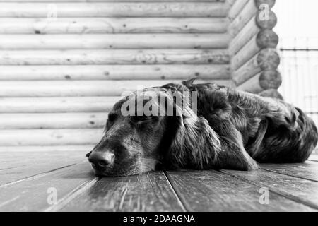 Hunderasse Wachtelhund schläft auf dem Holzboden vor verschwommenem Hintergrund der Blockwand liegend. Schwarz und Weiß. Geringer Fokus. Stockfoto