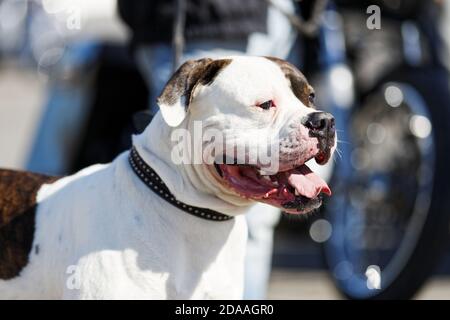 Nahaufnahme staffordshire Terrier vor verschwommenem Hintergrund Stockfoto