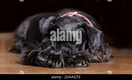 Schwarze Hunderassen Zwergschnauzer liegt auf einem Holzboden vor dunklem Hintergrund. Geringer Fokus. Stockfoto