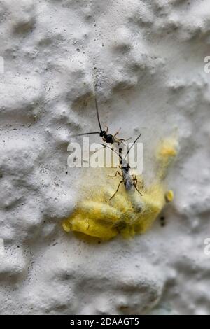 Cotesia glomerata, der weiße Schmetterlingsparasit, schlüpfte vor kurzem aus ihrer Puppe, nachdem er eine große weiße Schmetterlingsraupe paratisiert hatte, Cornwall, eng Stockfoto