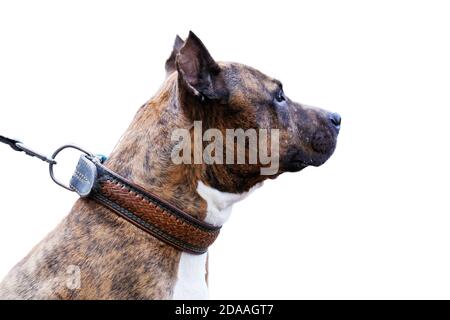 Nahaufnahme Porträt des Hundes im Profil - American Staffordshire Terrier. Isoliert auf Weiß. Stockfoto