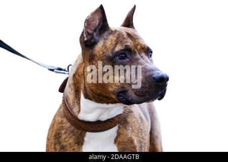 Nahaufnahme Porträt des Hundes - American Staffordshire Terrier. Isoliert auf Weiß. Stockfoto