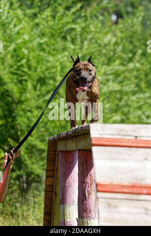 Hund American Staffordshire Terrier zu Fuß auf Hund gehen auf Agilität Schulung Stockfoto