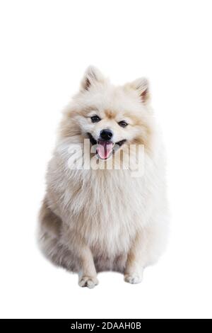 Lächelnder Hund - der Pommersche (oft als Pom bekannt) ist eine Rasse des Hundes vom Typ Spitz. Isoliert auf Weiß. Geringer Fokus. Stockfoto