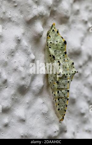 Die Chrysalis eines großen weißen Schmetterlings (Pieris brassicae) an einer Wand befestigt, Cornwall, England, Großbritannien. Stockfoto