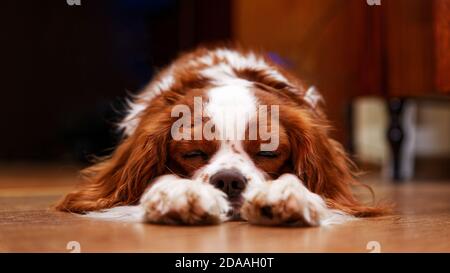 Hundekönig Charles Spaniel liegt auf dem Boden und nappt mit geschlossenen Augen und zieht die Vorderpfoten heraus. Geringer Fokus. Stockfoto