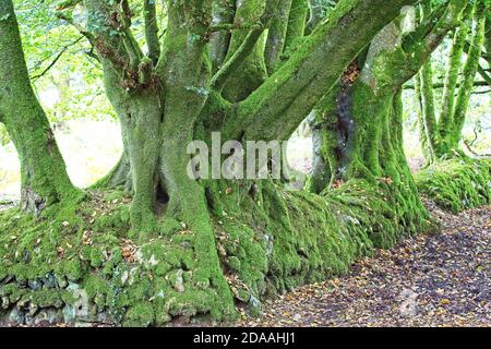 Ancient, moss-covered Beech trees growing out of an even older dry-stone wall, Devon, England, UK. Stockfoto