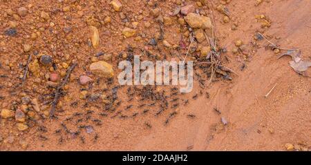 Eine Armee von Ameisen in Bewegung nach dem Regen Im Marakele Nationalpark in Südafrika Stockfoto