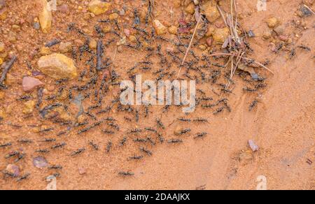 Eine Armee von Ameisen in Bewegung nach dem Regen Im Marakele Nationalpark in Südafrika Stockfoto