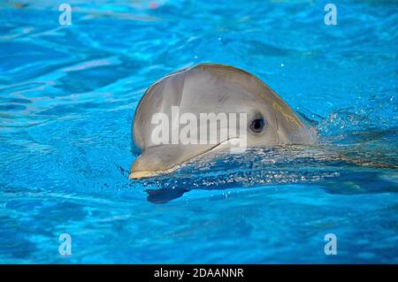 Große Tümmler schwimmen auf der Oberfläche der lateinische Name Tursiops truncatus Stockfoto