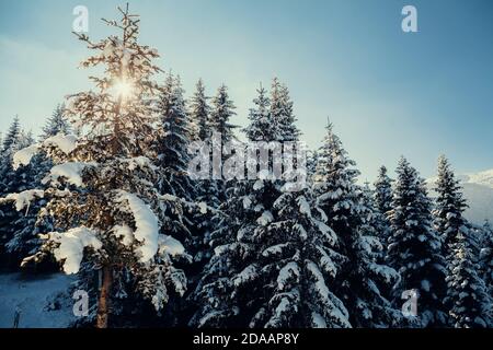 Schöner Winterwald mit Schnee bedeckt Stockfoto