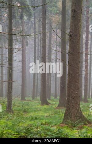 Hohe Kiefern in Nebelwald, Moos auf dem Boden Stockfoto