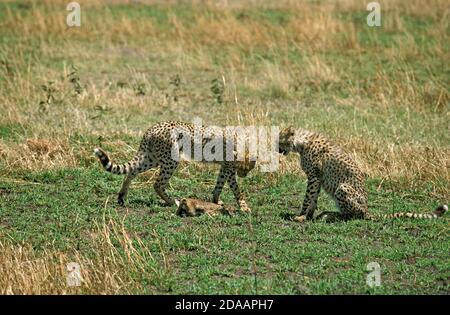 CHEETAH ACINONYX JUBATUS, JUGENDLICHE BEREIT, EIN THOMSON GAZELLE FOHLEN, MASAI MARA PARK, KENIA ZU TÖTEN Stockfoto