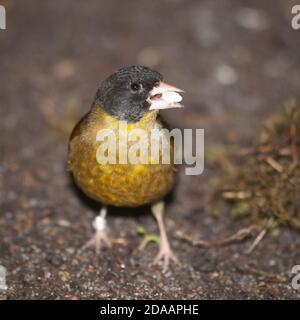 Pekin Nachtigall - Leiothrix lutea mit Samen im Schnabel Stockfoto