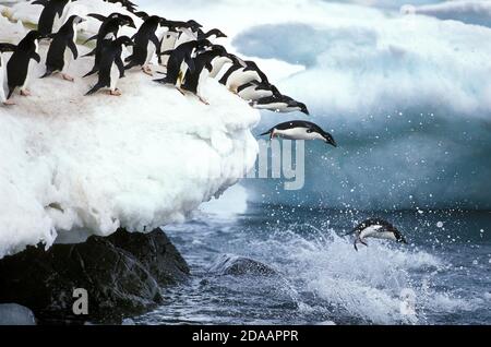 ADELIE PENGUIN Pygoscelis Adeliae, Gruppe springen ins Wasser, PAULET ISLAND IN der Antarktis Stockfoto