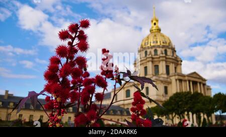 Schöne rote Blüte von giftigem Ricinus communis (Rizinusbohne, Rizinusöl) vor der historischen Kathedrale Les Invalides in Paris. Stockfoto