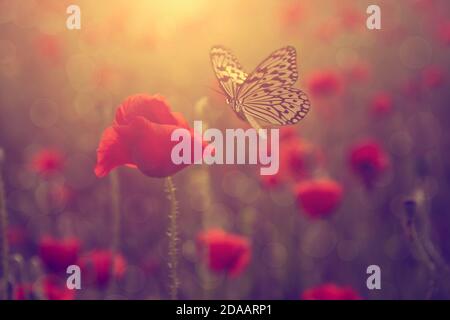 Farbiges Foto von Schmetterling und Frühlingsblumen Stockfoto