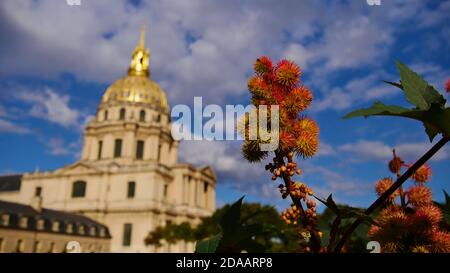 Schöne rote und grüne Blüte von giftigen Ricinus communis (Rizinusbohne) vor der historischen Kathedrale Les Invalides in Frankreich, Paris. Stockfoto