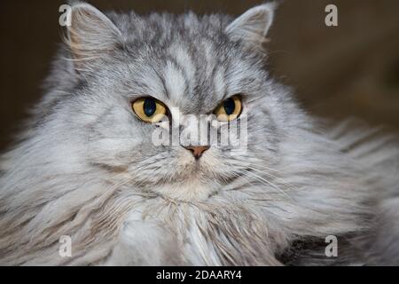 Grau, kawaii, niedlich, flauschig Scottish Highland Straight Langhaar Katze mit großen orangefarbenen Augen und langen Schnurrbart im Bett zu Hause. Stockfoto