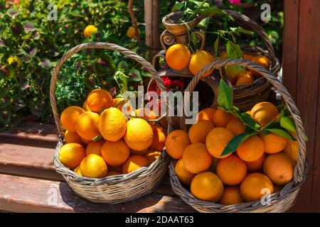 Saftige reife Orangen in einem Weidenkorb stehen auf einem Holzbank Stockfoto