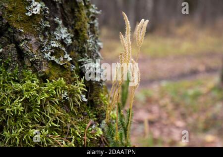 Trockene Spitzen von Pflanzen, die im Wald in der Nähe eines Baumes wachsen. Abstrakte trockene Grasblumen. Stockfoto