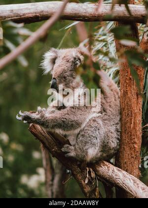 Ein wilder Koala in den Bäumen, Fütterung und Ruhe. Westaustralien Stockfoto