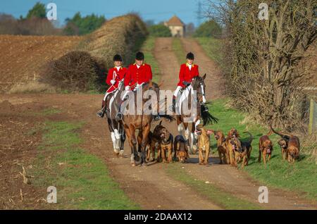 Temple Bruer, Lincolnshire, Großbritannien – die Cranwell-Bluthunde hacken zur Eröffnung eines Meet Stockfoto