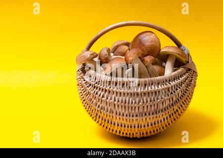 Vollkorbkorb von Boletus Edulis isoliert auf gelbem Hintergrund. Essbarer Pilzkorb mit Platz für Text. Niemand Stockfoto