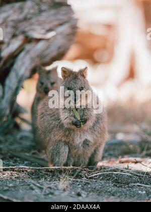 Quokka(s) Fütterung und Ruhe unter einem Baum in freier Wildbahn auf Rottnest Island, Australien Stockfoto