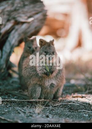 Quokka(s) Fütterung und Ruhe unter einem Baum in freier Wildbahn auf Rottnest Island, Australien Stockfoto