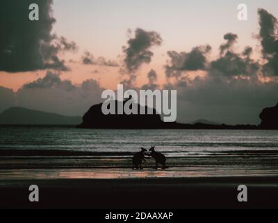 Einige Wallabys (Wallaby) versammeln sich bei Sonnenaufgang auf einem Strand in der Nähe Airlie Beach in East Australia (Sommer) Stockfoto