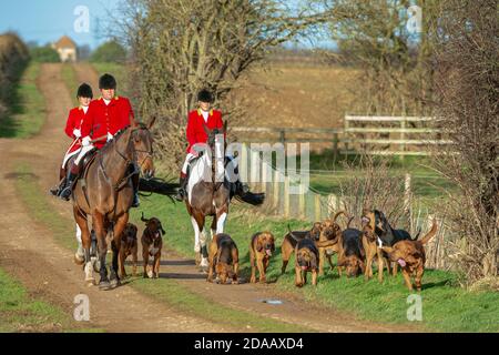 Temple Bruer, Lincolnshire, Großbritannien – die Cranwell-Bluthunde hacken zur Eröffnung eines Meet Stockfoto