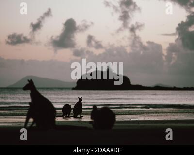 Einige Wallabys (Wallaby) versammeln sich bei Sonnenaufgang auf einem Strand in der Nähe Airlie Beach in East Australia (Sommer) Stockfoto