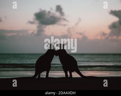 Einige Wallabys (Wallaby) versammeln sich bei Sonnenaufgang auf einem Strand in der Nähe Airlie Beach in East Australia (Sommer) Stockfoto