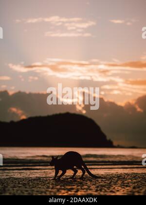 Einige Wallabys (Wallaby) versammeln sich bei Sonnenaufgang auf einem Strand in der Nähe Airlie Beach in East Australia (Sommer) Stockfoto