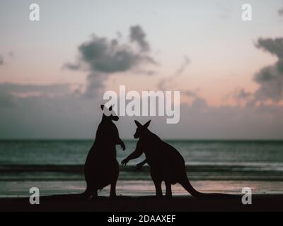 Einige Wallabys (Wallaby) versammeln sich bei Sonnenaufgang auf einem Strand in der Nähe Airlie Beach in East Australia (Sommer) Stockfoto