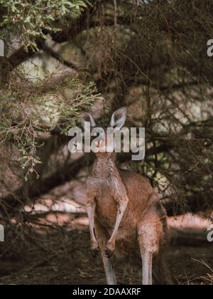 Ein wildes Känguru in Perth, Australien, das im Sommer unter einigen Bäumen ruht. Stockfoto