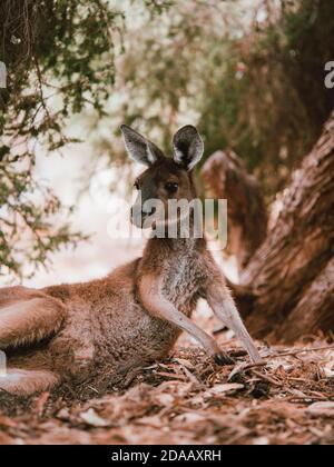 Ein wildes Känguru in Perth, Australien, das im Sommer unter einigen Bäumen ruht. Stockfoto