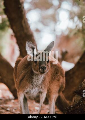 Ein wildes Känguru in Perth, Australien, das im Sommer unter einigen Bäumen ruht. Stockfoto