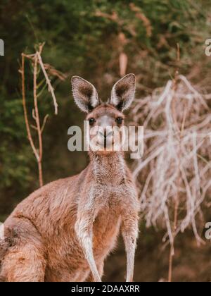 Ein wildes Känguru in Perth, Australien, das im Sommer unter einigen Bäumen ruht. Stockfoto