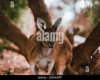 Ein wildes Känguru in Perth, Australien, das im Sommer unter einigen Bäumen ruht. Stockfoto