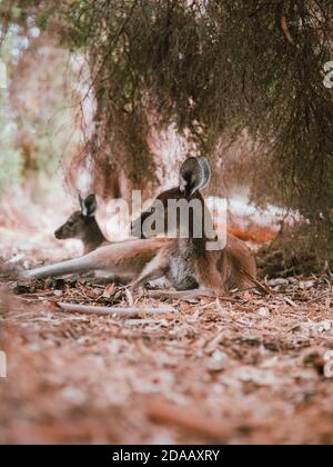 Wild Känguru in Perth, Australien, die sich im Sommer unter einigen Bäumen ausruhen. Stockfoto
