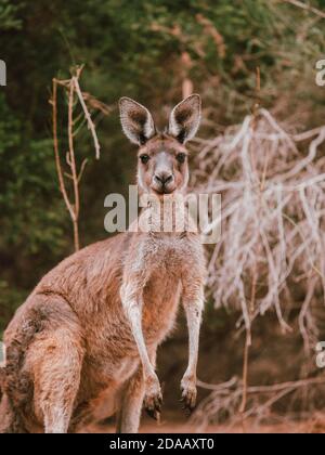 Ein wildes Känguru in Perth, Australien, das im Sommer unter einigen Bäumen ruht. Stockfoto