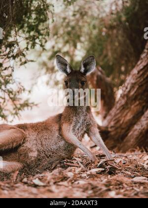 Ein wildes Känguru in Perth, Australien, das im Sommer unter einigen Bäumen ruht. Stockfoto